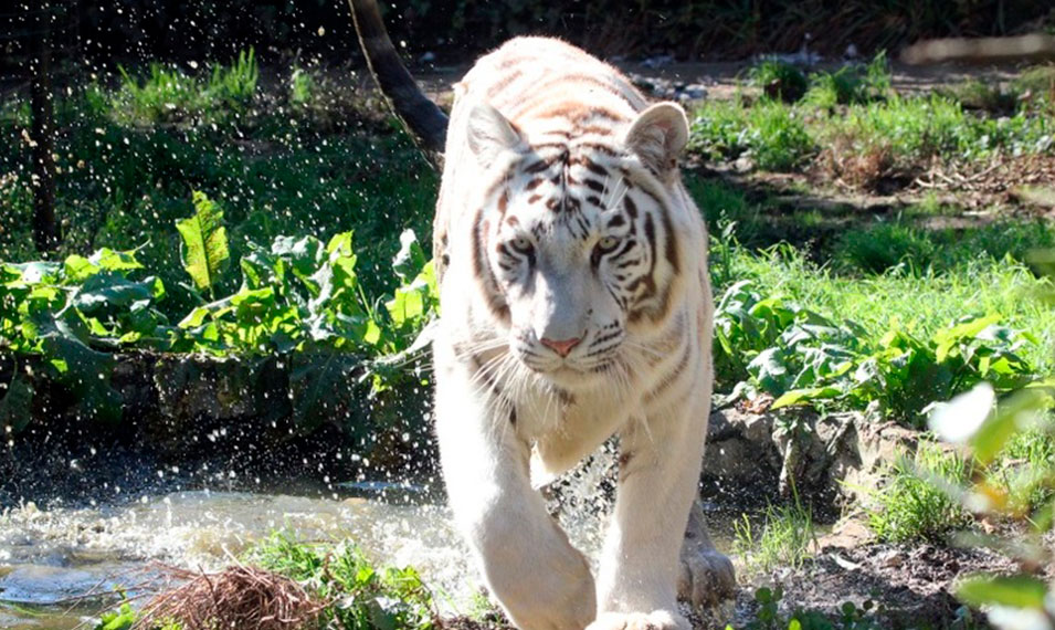 tigre blanco del zoo de Santillana del Mar en Cantabria